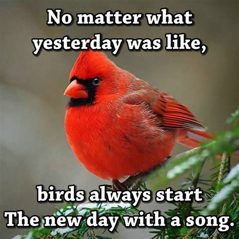 Bird Quotes Me Quotes Motivational Quotes Quotes About Birds Bird