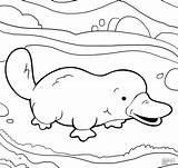 Platypus Coloring Ornithorynque Ornitorrinco Schnabeltier Dibujos Ornitorinco Maternelle Dziobak Disegni Niedliches Ausmalbild Uroczy Supercoloring Toto Bello Coloringbay Dessins Noël Kolorowanka sketch template