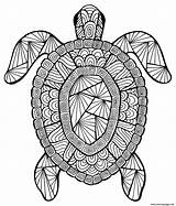 Coloring Pages Turtle Advanced Animal Printable Incredible Color sketch template