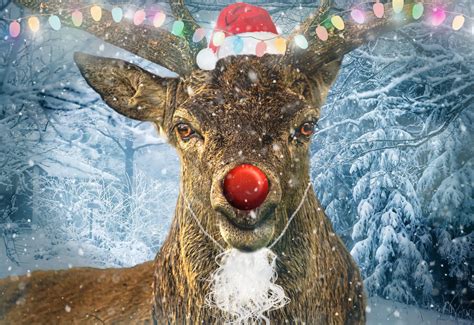 christmas  rudolph  red nose reindeer wokinghamtoday
