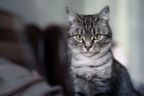 american shorthair cats