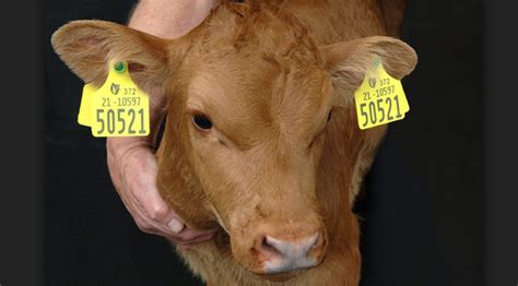 Cow Cattle Tracking System Uhf Rfid Ear Tag Buy Rfid Cow Ear Tag Uhf
