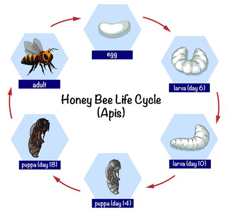 life cycle   honey bee bee observation centre