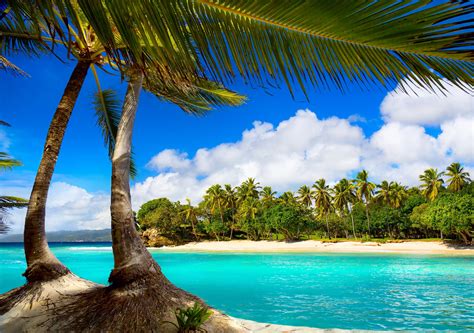 vacation beach summer tropical sea palms paradise ocean wallpapers hd desktop
