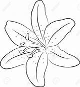 Lily Drawing Zeichnen Blumen Outline Kreidemarker Lilies Fensterdeko Lilie Blume Lilien Freehand Selber Lerne Einfache Anleitung Deavita Anzeige sketch template