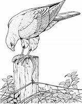 Coloring Pages Animal Bird Realistic Adults Hard Printable Print Animals Drawings Hawk sketch template