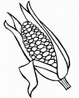 Coloring Corn Stalk Pages Popular sketch template