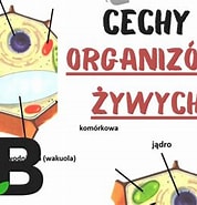 Image result for Co_to_za_żywy_organizm. Size: 178 x 185. Source: www.youtube.com