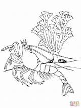 Coloring Shrimp Crustacean Krill Pages Decapod Printable Ocean Drawing Northern Color Getdrawings sketch template