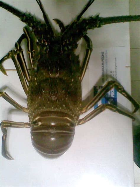green lobster  usd fob productssenegal  green lobster  usd fob supplier
