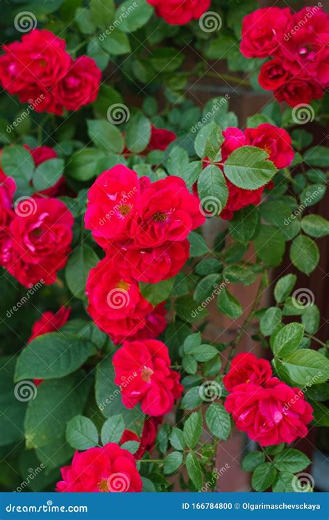 red flowers mini roses stock photo image  leaves