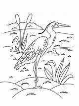 Coloring Egret Pages Egrets Birds Heron Printable Kids Designlooter Recommended sketch template