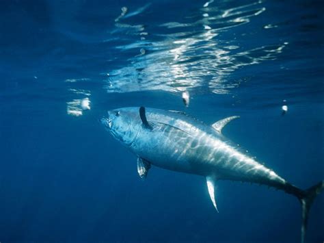 atlantic bluefin tuna national geographic society