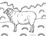 Sheep Coloring Pages Kids Printable Face Cool2bkids Drawing Getdrawings sketch template