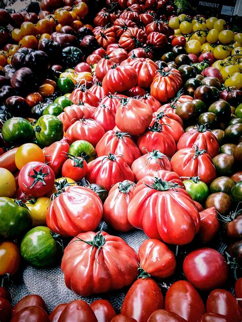 huge tomatoes flickr photo sharing