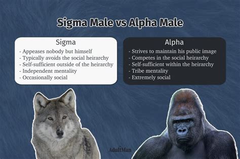 sigma male explained understanding  lone wolf sigma male