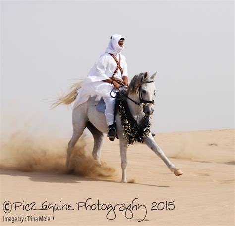 arabian horse   desert  bedouin rider photo image animals