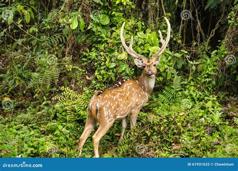chital  hert levend  bos en  herbivoor stock afbeelding image  tropisch ster