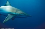 Afbeeldingsresultaten voor "carcharhinus Fitzroyensis". Grootte: 152 x 100. Bron: www.pinterest.com