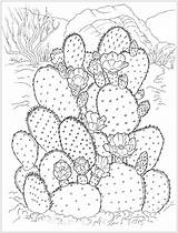 Kaktus Prickly Cactus Coloring Druku Kolorowanka Malowankę Wydrukuj Drukowania Drukowanka sketch template