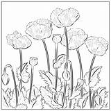 Coloring Poppies Florian Thursday sketch template