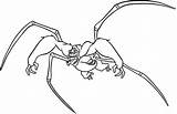 Spider Colornimbus sketch template
