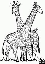 Girafas Girafa sketch template