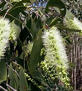 Afbeeldingsresultaten voor "leucandra Bulbosa". Grootte: 168 x 185. Bron: www.territorynativeplants.com.au