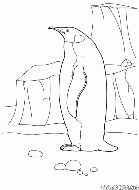 coloring page penguin   arctic