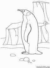 Pinguin Arctic Malvorlagen Colorkid Colorare ártico Uccelli Aves Coloriage Vogel Herunterladen Eiss Arktyce Larctique Arktis Kostenlos Drucken sketch template