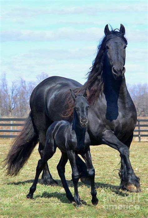 beautiful animals beautiful horses beautiful creatures beautiful beautiful beautiful