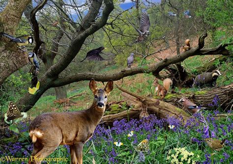 spring scenes spring scene  wild animals roe deer