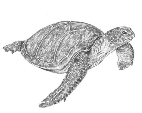 draw  sea turtle step  step lets draw today