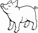 Porco Animale Colorat Gris Something Colorir Cheiro Sentindo Desene Imagini Domestice Desenhos Pigs Tudodesenhos sketch template