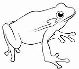 Frog Frogs Azcoloring Tadpole sketch template