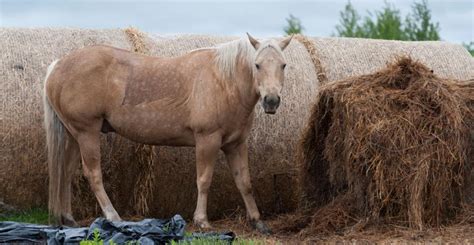 recurrent airway obstruction rao  horses heaves alberta animal health source
