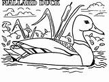 Coloring Duck Pages Hunting Color Mallard Wood Duckling Meme Dog Baby Darkrai Coon Ducklings Way Make Ducks Cartoon Printable Getcolorings sketch template