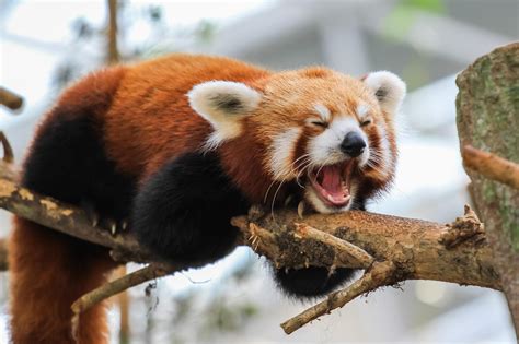 red panda nature animals wallpapers hd desktop  mobile backgrounds