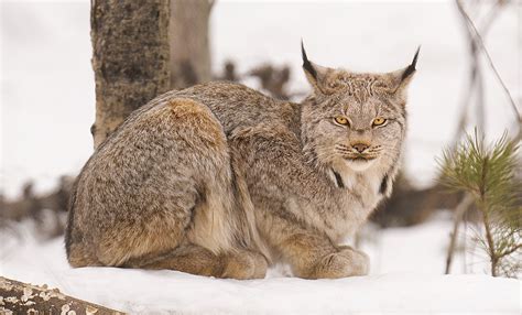 canadian species spotlight canadian lynx kevin pepper photography