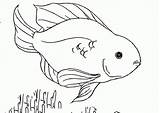 Coloring Fish Pages Parrot Tropical Library Beautiful Clip sketch template