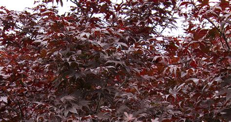 10 Facts Every Japanese Maple Lover Needs To Know Grow