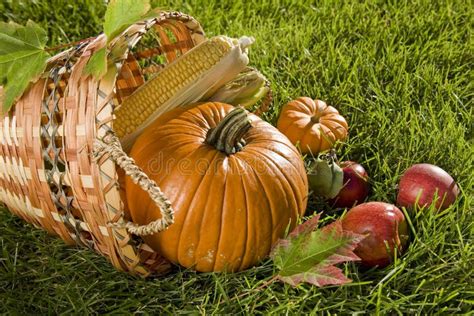 harvest basket stock photo image  vegetation vegetable