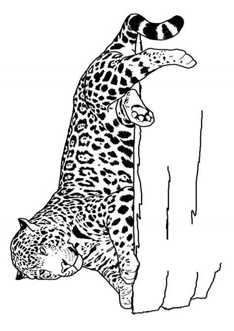 printable leopard coloring pages leopard coloring pictures