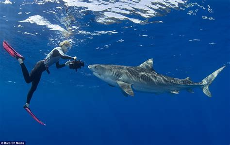 stefanie brendl the diver swimming with tiger sharks in hawaii daily mail online