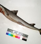 Afbeeldingsresultaten voor "squalus Melanurus". Grootte: 171 x 185. Bron: www.naturalista.mx