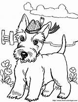 Terrier Colouring Colorir Escoces Scottie Cachorrinhos Printable Scotty Cappello Westie Angus Colorear2000 Caso sketch template