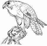 Desene Colorat Hawk Soim Pasari Birds Halcones Planse Peregrine Prey Salbatice Falco Educative Peregrinus Trafic sketch template