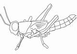 Drawing Locust Coloring Hopper Grass sketch template