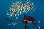 Afbeeldingsresultaten voor "istiophorus Albicans". Grootte: 151 x 100. Bron: www.lookphotos.com