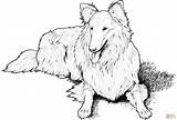 Hund Collie Ausmalbilder Malvorlagen Ausdrucken Malvorlage Kleurplaten Kleurplaat Malen Hond Cani Retriever Colorir Lassie Colorat Dieren Vizsla Stampare Haustiere Animal sketch template